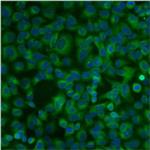 PDI Antibody in Immunocytochemistry (ICC/IF)