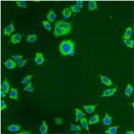 PDI Antibody in Immunocytochemistry (ICC/IF)