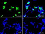 PECAM1 Antibody in Immunocytochemistry (ICC/IF)