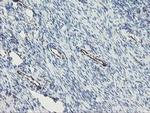 PECAM1 Antibody in Immunohistochemistry (Paraffin) (IHC (P))