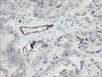 PECAM1 Antibody in Immunohistochemistry (Paraffin) (IHC (P))