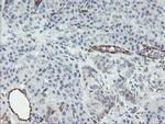 PECAM1 Antibody in Immunohistochemistry (Paraffin) (IHC (P))