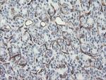 PECAM1 Antibody in Immunohistochemistry (Paraffin) (IHC (P))