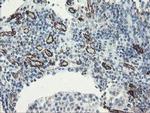 PECAM1 Antibody in Immunohistochemistry (Paraffin) (IHC (P))