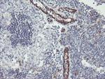 PECAM1 Antibody in Immunohistochemistry (Paraffin) (IHC (P))