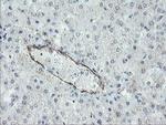 PECAM1 Antibody in Immunohistochemistry (Paraffin) (IHC (P))