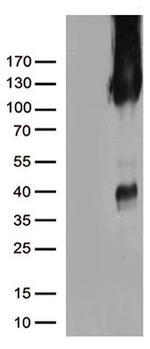 PECAM1 Antibody in Western Blot (WB)