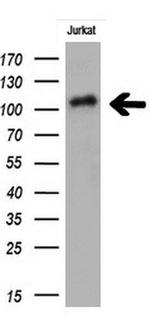 PECAM1 Antibody in Western Blot (WB)