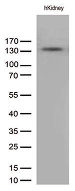 PECAM1 Antibody in Western Blot (WB)