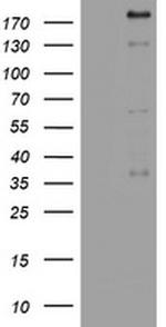 PEG3 Antibody in Western Blot (WB)