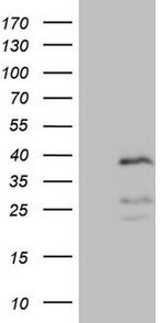 PISD Antibody in Western Blot (WB)