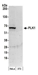 PLK1 Antibody in Western Blot (WB)