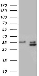 PLSCR2 Antibody in Western Blot (WB)