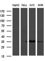 PLSCR2 Antibody in Western Blot (WB)