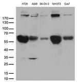 POLR2A Antibody in Western Blot (WB)