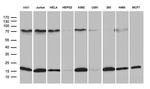 POLR2H Antibody in Western Blot (WB)