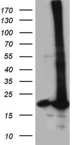 POLR2H Antibody in Western Blot (WB)