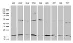 POLR2H Antibody in Western Blot (WB)