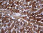 PON3 Antibody in Immunohistochemistry (Paraffin) (IHC (P))