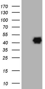 PON3 Antibody in Western Blot (WB)