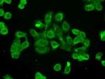 POR Antibody in Immunocytochemistry (ICC/IF)