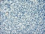 POR Antibody in Immunohistochemistry (Paraffin) (IHC (P))