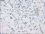 POR Antibody in Immunohistochemistry (Paraffin) (IHC (P))