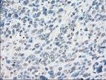 POR Antibody in Immunohistochemistry (Paraffin) (IHC (P))