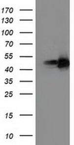 PPARA Antibody in Western Blot (WB)