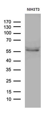 PPARD Antibody in Western Blot (WB)