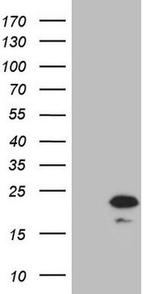 PPIF Antibody in Western Blot (WB)