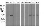 PPP1R7 Antibody in Western Blot (WB)