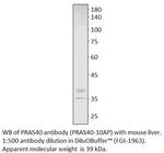 PRAS40 Antibody in Western Blot (WB)