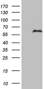 PRRT2 Antibody in Western Blot (WB)