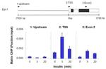 Phospho-RNA pol II CTD (Ser2, Ser5) Antibody in ChIP Assay (ChIP)