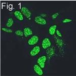 Phosphatidylinositol 4,5-bisphosphate Antibody in Immunocytochemistry (ICC/IF)