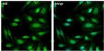 PSMB8 Antibody in Immunocytochemistry (ICC/IF)