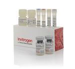 Human IL-5 ProQuantum Immunoassay Kit (A35588)