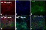 Rabbit IgG (H+L) Secondary Antibody in Immunocytochemistry (ICC/IF)