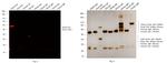 Rabbit IgG (H+L) Secondary Antibody