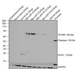 V5 Tag Antibody