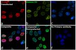 V5 Tag Antibody in Immunocytochemistry (ICC/IF)