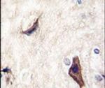 RASGRF1 Antibody in Immunohistochemistry (IHC)