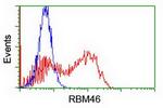 RBM46 Antibody in Flow Cytometry (Flow)