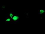 RBM46 Antibody in Immunocytochemistry (ICC/IF)