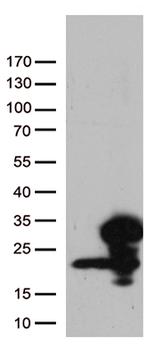 RBM8A Antibody in Western Blot (WB)