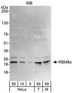 RBM8a Antibody in Western Blot (WB)