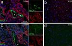 RECA-1 Antibody in Immunohistochemistry (IHC)