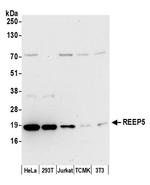 REEP5 Antibody in Western Blot (WB)