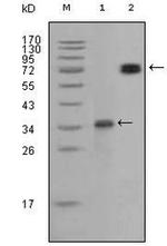 RET Antibody in Western Blot (WB)